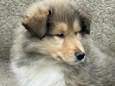Rough Collie puppies for sale in Limerick
