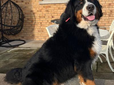 Pedigree Bernese stud dog in Kildare