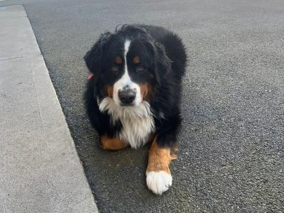 Pedigree Bernese stud dog in Kildare