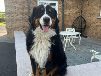 Pedigree Bernese stud dog in Kildare