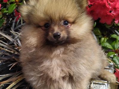 Pomeranian puppies in Cavan