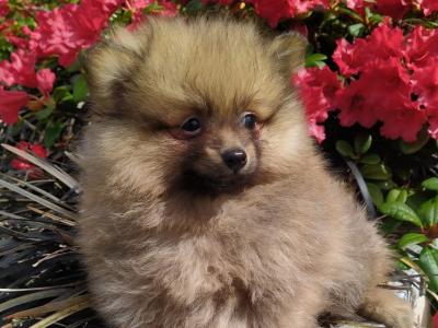 Pomeranian puppies in Cavan