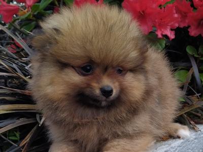Pomeranian puppies in Cavan