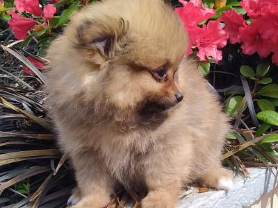 Pomeranian puppies in Cavan
