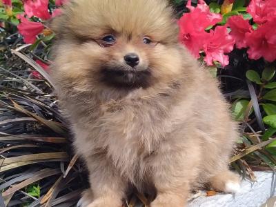Pomeranian puppies in Cavan