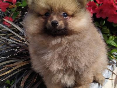 Pomeranian puppies in Cavan