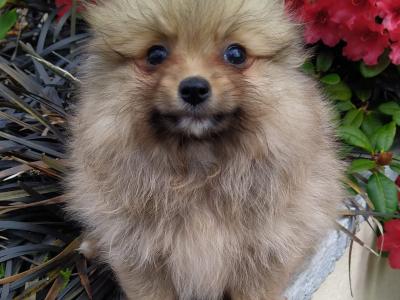 Pomeranian puppies in Cavan