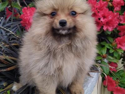 Pomeranian puppies in Cavan