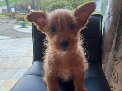 (1 Male only) Corgipoo puppies (Pembrooke Corgi x miniature Poodle) in Limerick