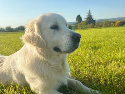 Magnificent IKC Golden Retriever Stud