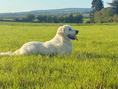 Magnificent IKC Golden Retriever Stud