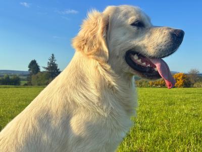 Magnificent IKC Golden Retriever Stud