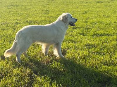 Magnificent IKC Golden Retriever Stud