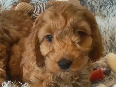 Miniature Cockapoo puppies in Galway