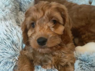 Miniature Cockapoo puppies in Galway