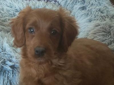 Miniature Cockapoo puppies in Galway