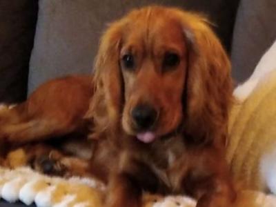Cocker Spaniel for stud in Galway