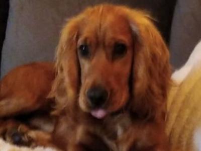 Cocker Spaniel for stud in Galway