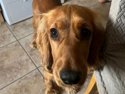 Cocker Spaniel for stud in Galway