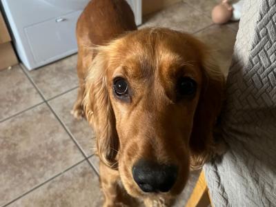 Cocker Spaniel for stud in Galway