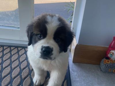 St Bernard puppies in Roscommon *Last Puppy*
