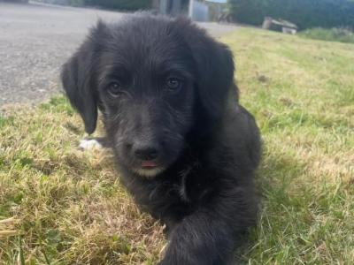 Bordoodle puppies (Border Collie x Poodle) in Clare (Note pic 5 of Mum & Dad, Pic 6 is mum)