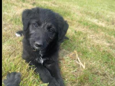 Bordoodle puppies (Border Collie x Poodle) in Clare (Note pic 5 of Mum & Dad, Pic 6 is mum)