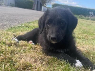 Bordoodle puppies (Border Collie x Poodle) in Clare (Note pic 5 of Mum & Dad, Pic 6 is mum)