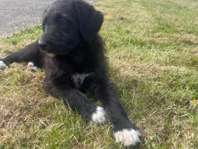 Bordoodle puppies (Border Collie x Poodle) in Clare (Note pic 5 of Mum & Dad, Pic 6 is mum)