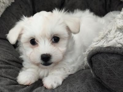 Non-Shedding Maltese puppies in Mayo - only  1 Girl left house-trained