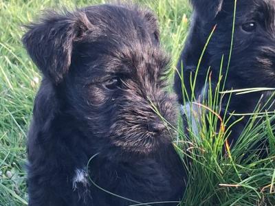 Miniature Schnauzer puppies in Kilkenny