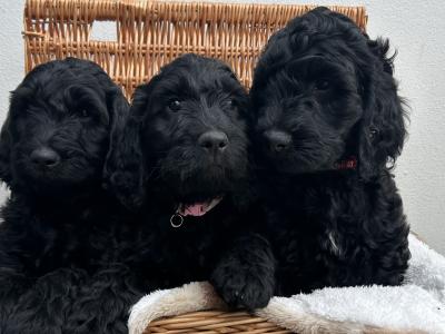 Rare Opportunity: Adorable Irish Doodle puppies in Clare