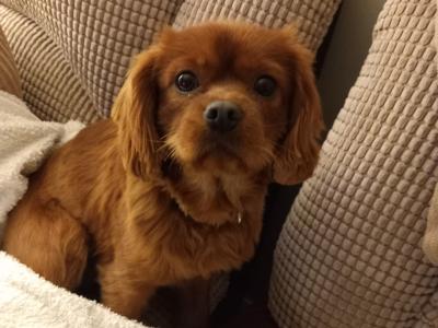 Cavalier King Charles Spaniel for stud in Galway