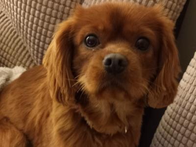 Cavalier King Charles Spaniel for stud in Galway