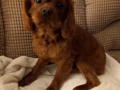 Cavalier King Charles Spaniel for stud in Galway
