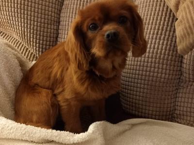 Cavalier King Charles Spaniel for stud in Galway