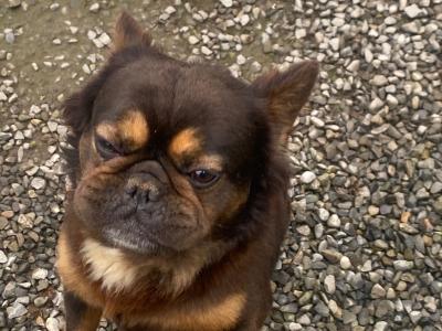 Fluffy male Black Tri Colour French Bulldog in Offaly
