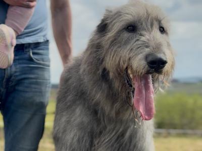 Irish Wolfhound for stud in Clare