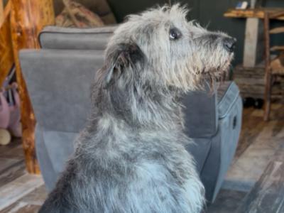 Irish Wolfhound for stud in Clare
