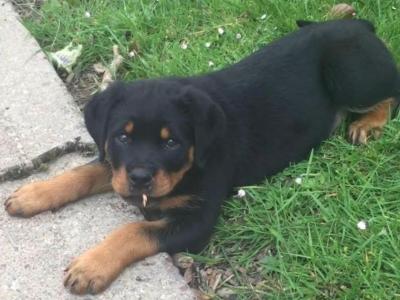 IKC Registered (pending) female Rottweiler puppy in Cork
