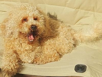 Adorable Sweet Gentle Poochon 💛 in Dublin !!