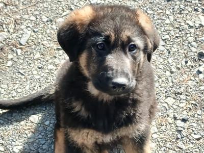 German Shepherd x Kangal x Caucasian Shepherd puppies in Monaghan