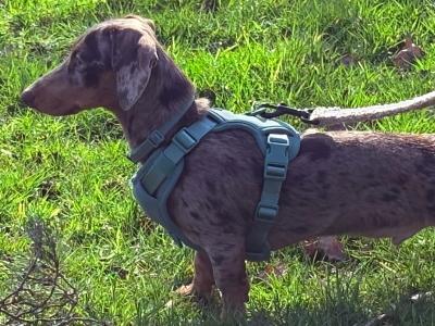 Rolo the miniature dachshund