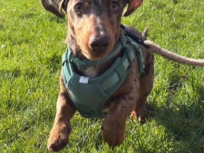 Rolo the miniature Dachshund