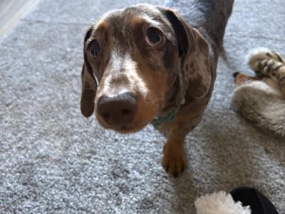 Rolo the miniature Dachshund