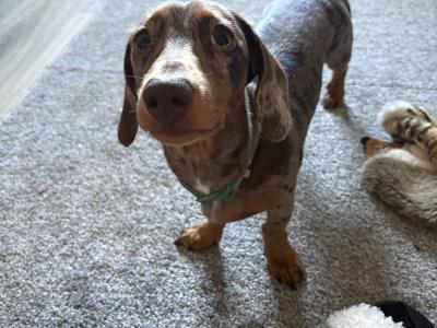 Rolo the miniature Dachshund