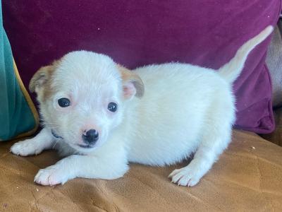 Beautiful Jack Russell x Shih Tzu puppies in Galway