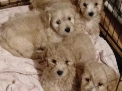 Cockapoo , (1 male remaining)