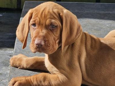 IKC Registered 12 week old Hungarian Vizsla puppies in Louth