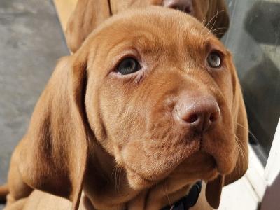 IKC Registered 12 week old Hungarian Vizsla puppies in Louth